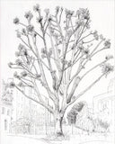 How to Draw a Tree: From the Fruit to the Forest: A Step-By-Step Course for the Nature Artist by Alex Boon