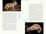 Nature at Night: Discover the Hidden World That Comes Alive After Dark by Charles Hood