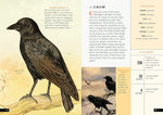 The Little Book of North American Birds: A Guide to North America's Songbirds, Waterfowl, Birds of Prey, and More (Little Library of Natural History #4)