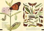 The Little Book of Insects: A Guide to Beetles, Flies, Ants, Bees, and More (Little Library of Natural History #2)