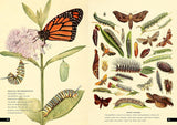 The Little Book of Insects: A Guide to Beetles, Flies, Ants, Bees, and More (Little Library of Natural History #2)