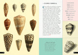 The Little Book of Shells: A Guide to Shells and the Amazing Creatures Who Make Them (Little Library of Natural History #5)