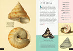 The Little Book of Shells: A Guide to Shells and the Amazing Creatures Who Make Them (Little Library of Natural History #5)