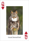 Owls Playing Cards