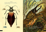 The Little Book of Insects: A Guide to Beetles, Flies, Ants, Bees, and More (Little Library of Natural History #2)