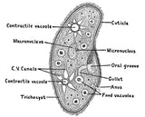 Adventures with a Microscope by Richard Headstrom
