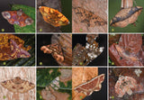 The Wonder of Moths: Deception and Survival of Nature's Most Important Insects by Douglas W. Tallamy