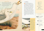 The Little Book of North American Birds: A Guide to North America's Songbirds, Waterfowl, Birds of Prey, and More (Little Library of Natural History #4)