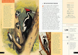 The Little Book of North American Birds: A Guide to North America's Songbirds, Waterfowl, Birds of Prey, and More (Little Library of Natural History #4)