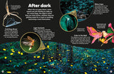 Eyewonder Bugs: Open Your Eyes to a World of Discovery (Eye Wonder)