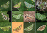 The Wonder of Moths: Deception and Survival of Nature's Most Important Insects by Douglas W. Tallamy