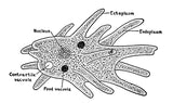 Adventures with a Microscope by Richard Headstrom