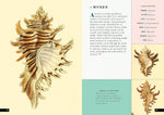 The Little Book of Shells: A Guide to Shells and the Amazing Creatures Who Make Them (Little Library of Natural History #5)