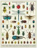 Insects 1,000 Piece Cavallini Puzzle