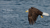 Bald Eagles: The Ultimate Raptors (Favorite Wildlife) by Stan Tekiela