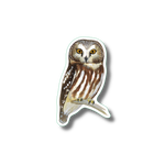 Northern Saw-Whet Owl Nature Sticker
