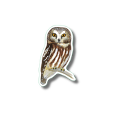 Northern Saw-Whet Owl Nature Sticker