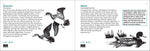 Bird Finder: Identifying Common Birds of Eastern North America (Nature Study Guides)