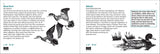 Bird Finder: Identifying Common Birds of Eastern North America (Nature Study Guides)