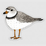 Piping Plover Clear Background Waterproof Sticker Birds