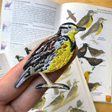Western Meadowlark Patch