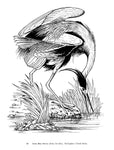 Audubon Birds of America Dover Coloring Book