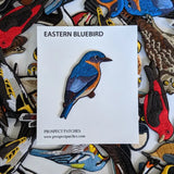 Eastern Bluebird Patch