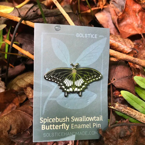 Spicebush Swallowtail Butterfly