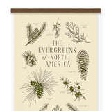 Evergreens of North America Letterpress Chart