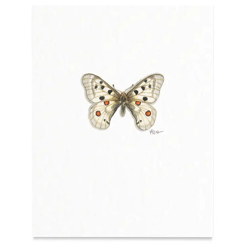 Butterflies & Moths / Prints . Apollo