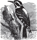 Birds Through an Opera Glass by Florence Augusta Merriam