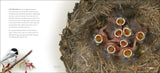 Bird Nests: Amazingly Ingenious and Intricate (Nature Appreciation) by Stan Tekeila