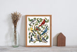 Backyard Birds Nature Identification Chart Wall Art