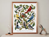 Backyard Birds Nature Identification Chart Wall Art