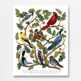 Backyard Birds Nature Identification Chart Wall Art