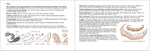Scat Finder: A Guide to Mammal Scat of Eastern North America