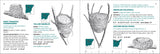 Bird Nest Finder: Identifying Aboveground Bird Nests in Eastern North America (Nature Study Guides)