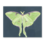 Luna Moths Fold-Out Greeting Card Box Set
