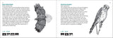 Bird Finder: Identifying Common Birds of Eastern North America (Nature Study Guides)