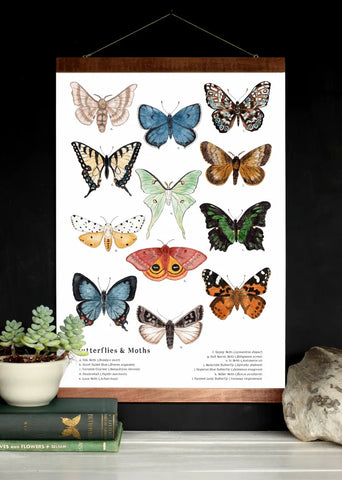 Butterflies and Moths 12 x 18 Poster