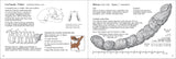 Scat Finder: A Guide to Mammal Scat of Eastern North America