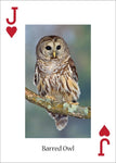 Owls Playing Cards