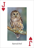 Owls Playing Cards