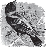 Birds Through an Opera Glass by Florence Augusta Merriam
