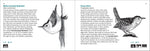 Bird Finder: Identifying Common Birds of Eastern North America (Nature Study Guides)