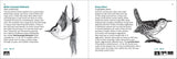 Bird Finder: Identifying Common Birds of Eastern North America (Nature Study Guides)