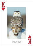 Owls Playing Cards