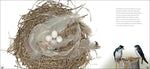 Bird Nests: Amazingly Ingenious and Intricate (Nature Appreciation) by Stan Tekeila