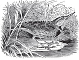 Birds Through an Opera Glass by Florence Augusta Merriam