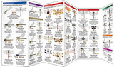 Dragonflies & Damselflies: A Folding Pocket Guide to Familiar Widespread, North American Species
